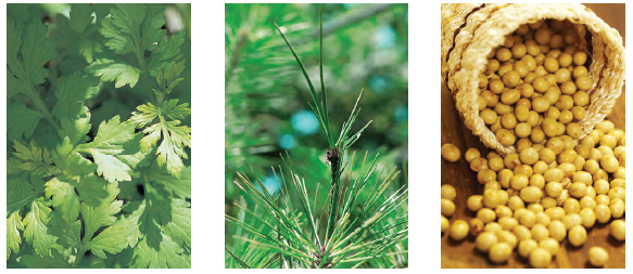 (왼쪽부터)쑥, 솔잎, 콩