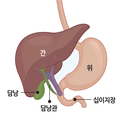 간, 위, 담낭관, 담낭, 십이지장 그림