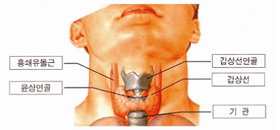 갑상선 그림