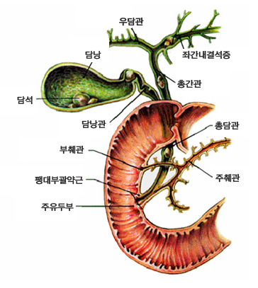 담낭과 관련기관 사진