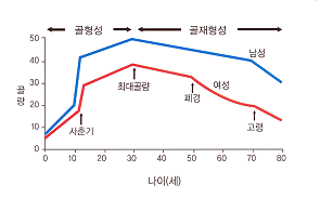 나이에 따른 골량 그래프